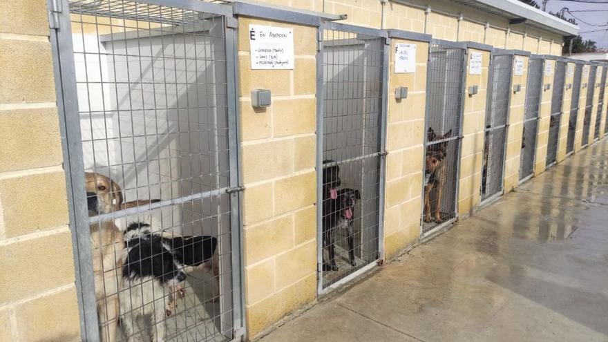 Remontan las adopciones de animales en Murcia