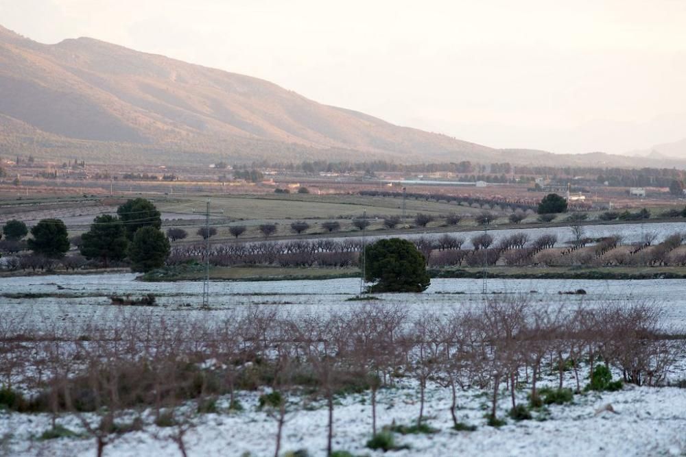 Y llegó la Floración, un manto de colores