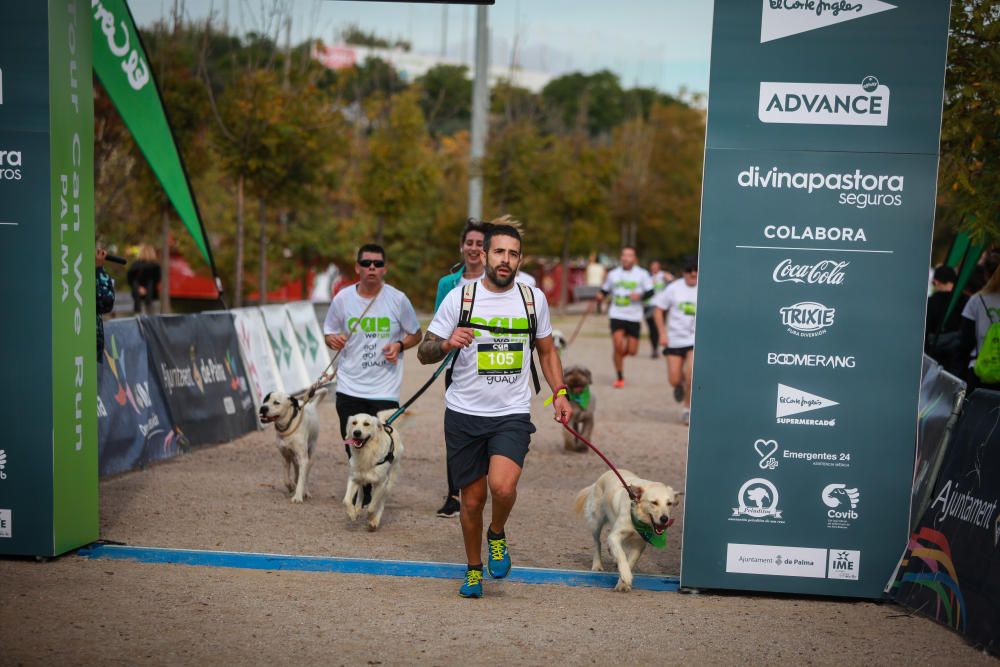 Can We Run Mallorca: So war das Hunderennen