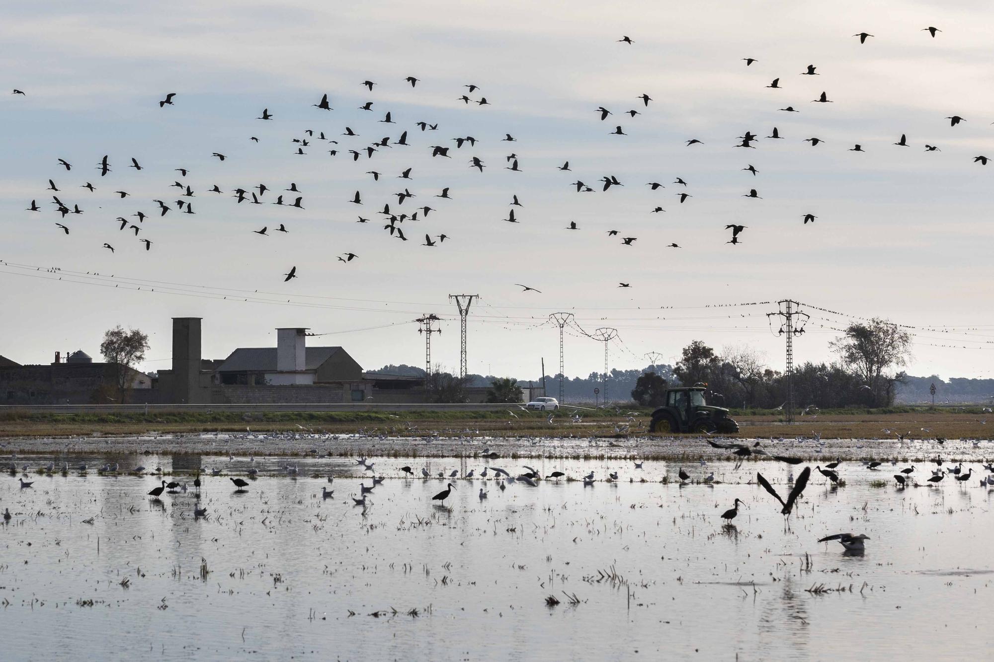 L'Albufera y su biodiversidad disfrutan de una caudal histórico