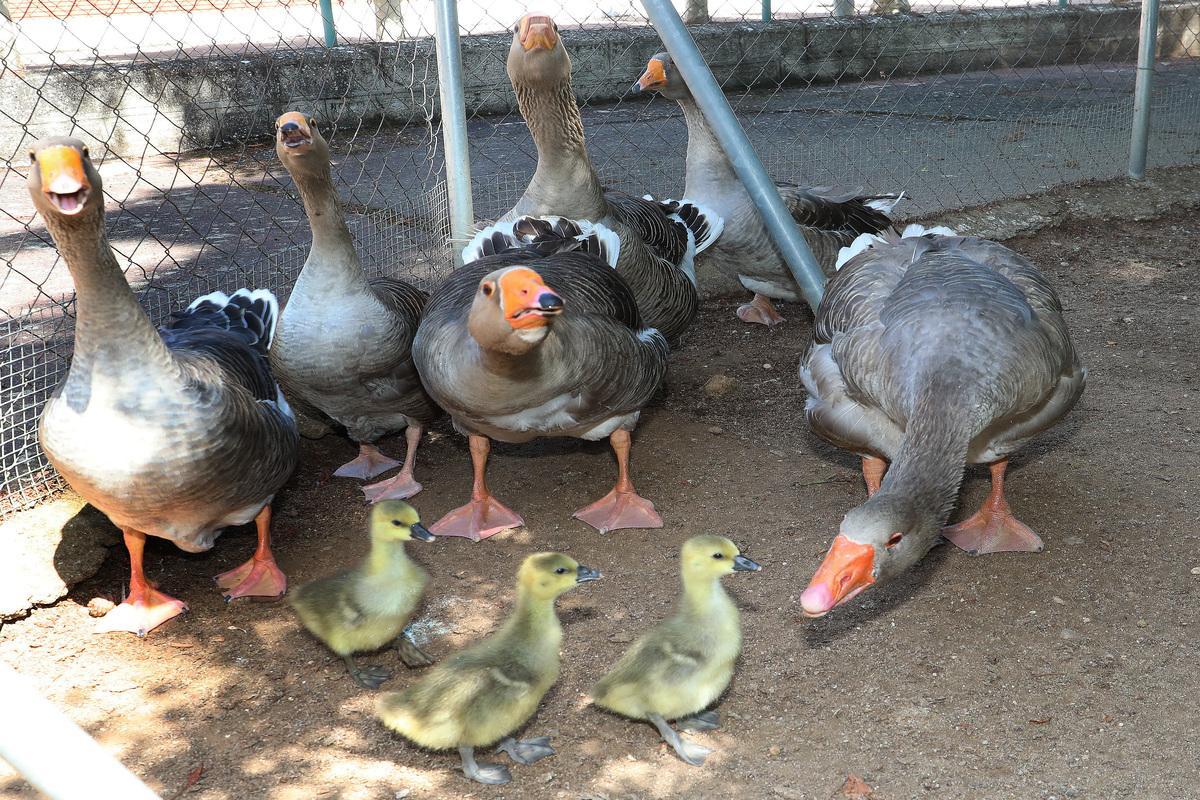 Más ánsares comunes. Zoo de Aves de Herrera de Pisuerga