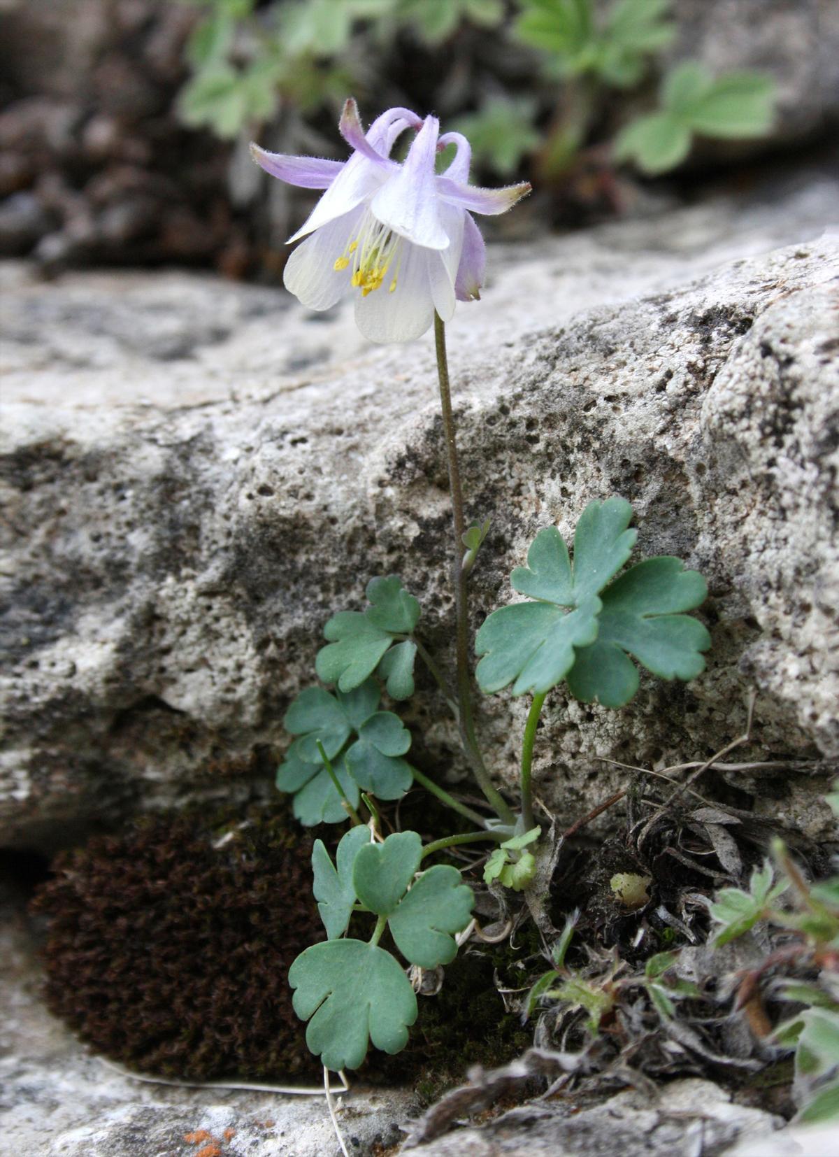 'Aquilegia paui' endemisme batejat com a homenatge a l'històric botànic de Segorb, Carles Pau.