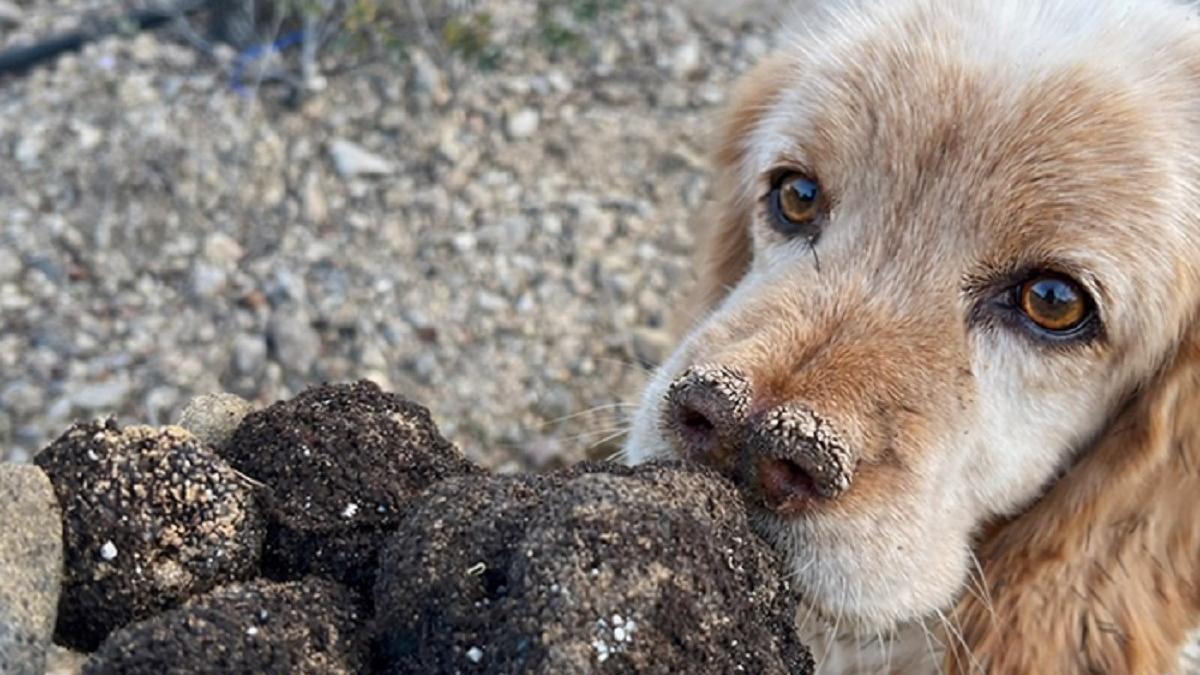 Un perro olfatea varias trufas, en una explotación agrícola de Castelló.