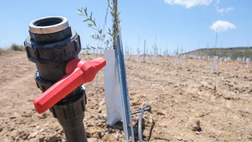 El Consell promueve una investigación sobre bacterias para purificar el agua de riego