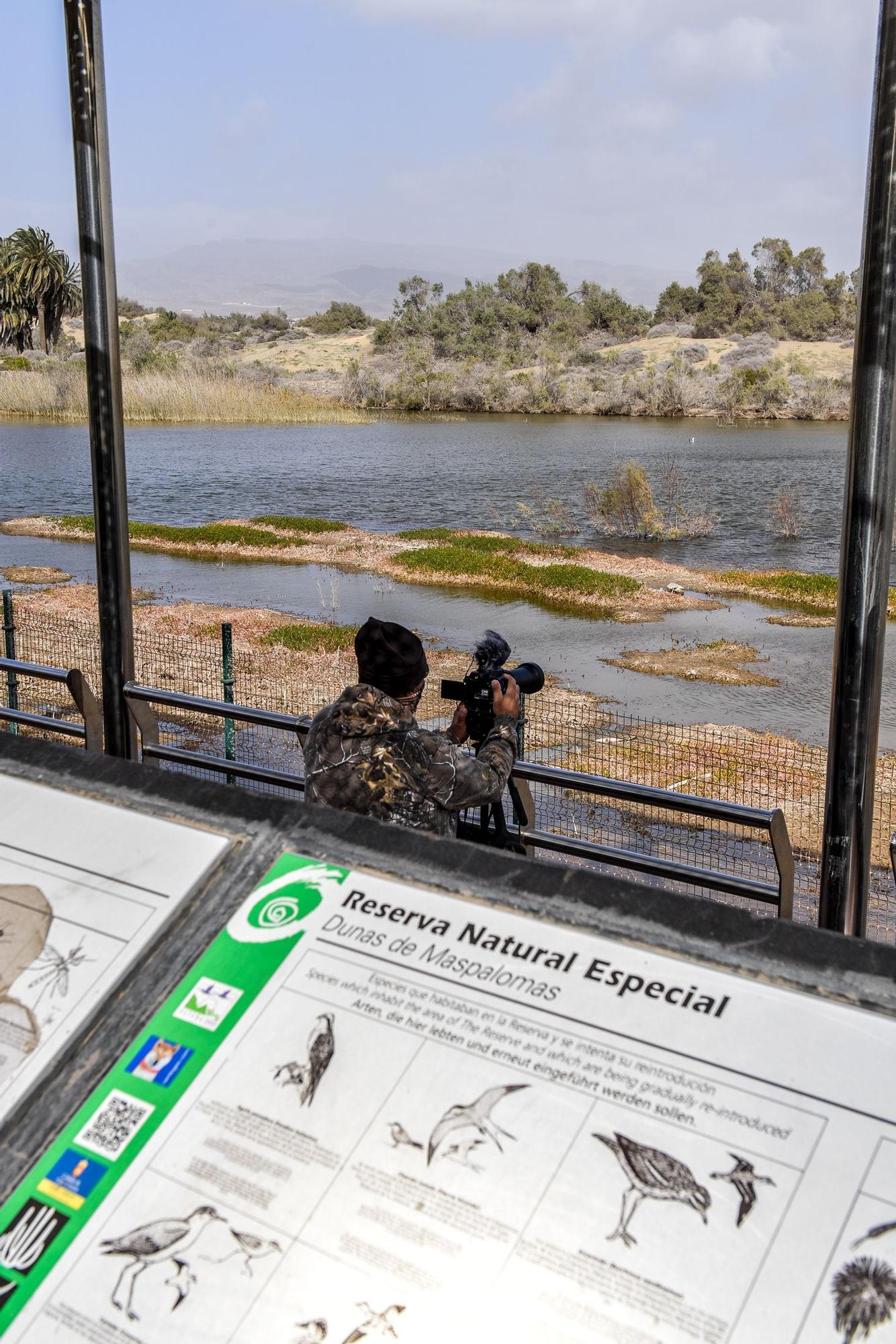 Avistamiento de fauna en la charca de Maspalomas