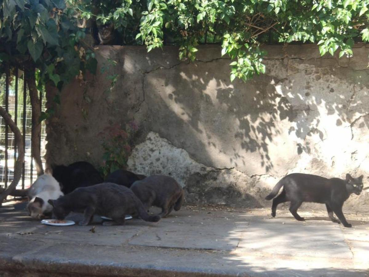 Una colonia de gatos en Córdoba, en una imagen de archivo.