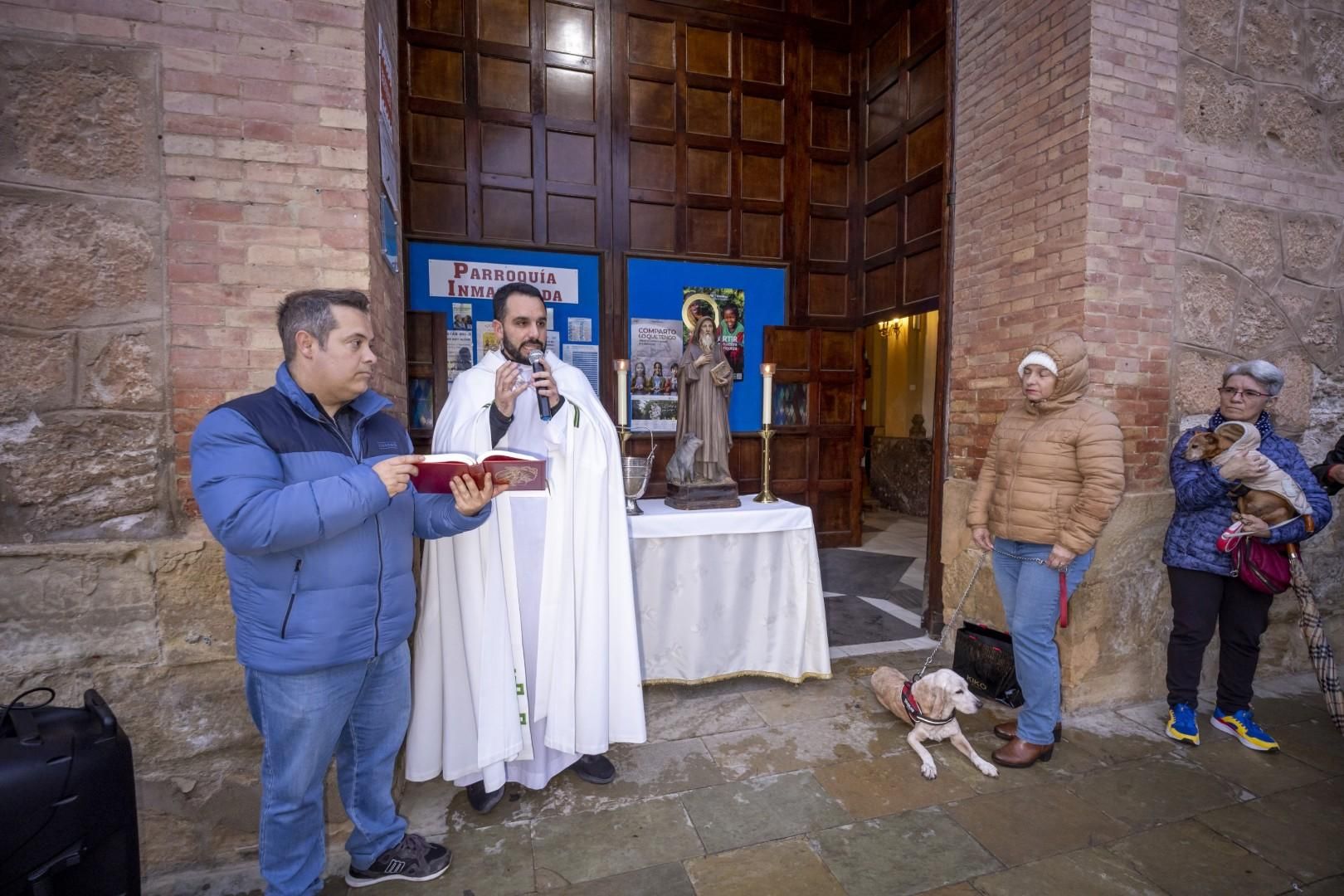 Bendición de animales por San Antón bajo una lluvia invernal en Torrevieja