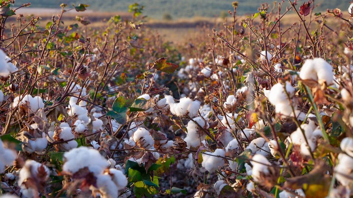 Detalle de un cultivo de algodón en una finca de la provincia de Córdoba.