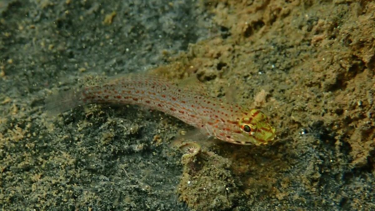 Gobio de cabeza dorada.