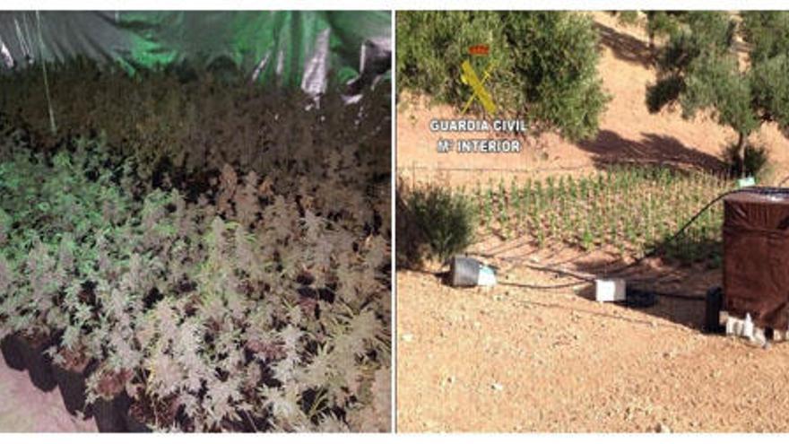 Fotografías facilitadas por la Guardia Civil que ha detenido a 22 personas acusadas de cultivar marihuana en Antequera.