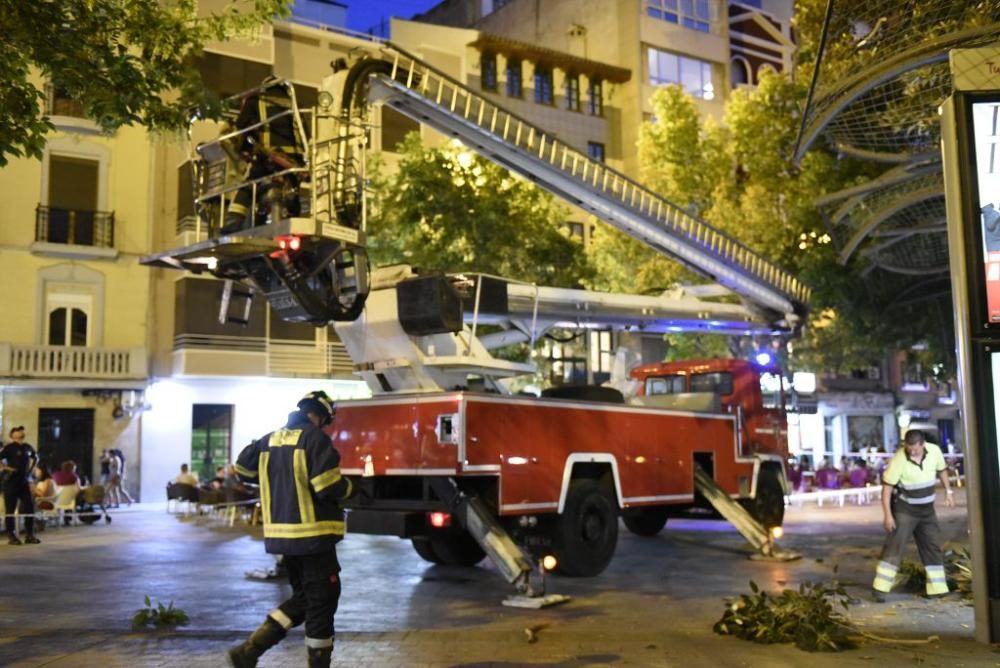 Se quiebra una rama del ficus de Santo Domingo