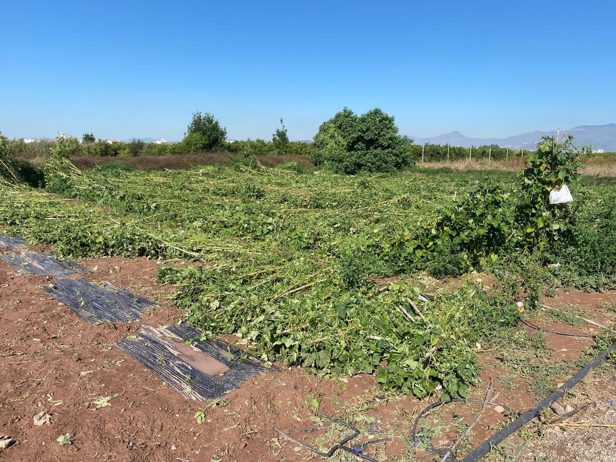 Plantación de tomates arrasada, con las cañas caídas.