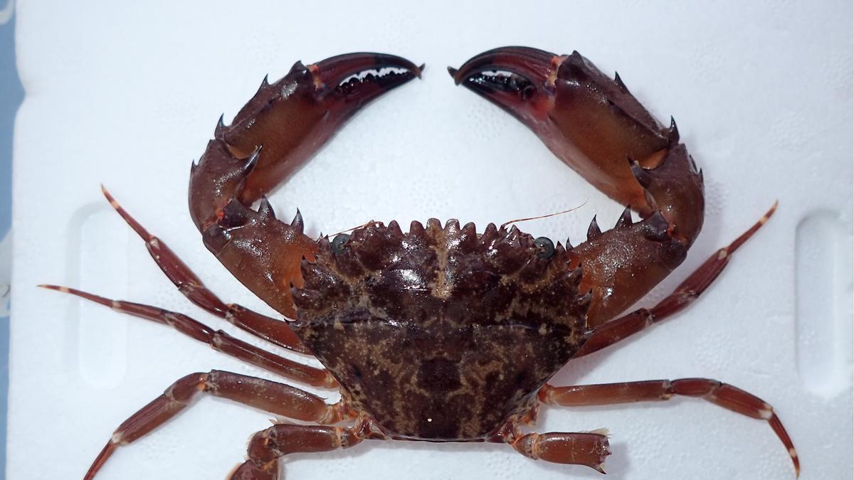 NUEVO CANGREJO INVASOR | Una nueva especie de cangrejo invasor llega al Mediterráneo por el calentamiento de sus aguas