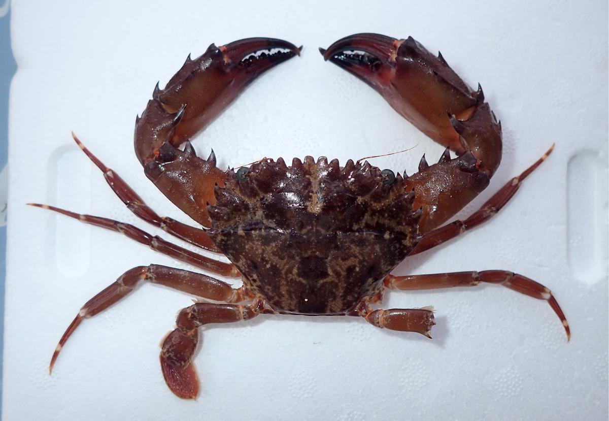 Una nova espècie de cranc invasor arriba al Mediterrani per l’escalfament de les seves aigües