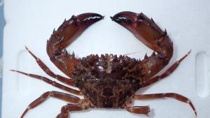 Una nova espècie de cranc invasor arriba al Mediterrani per l’escalfament de les seves aigües