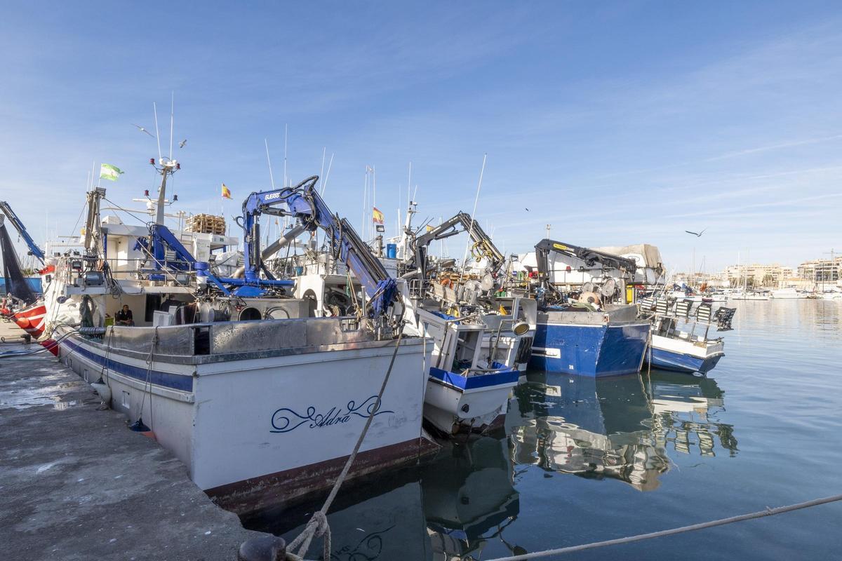 Barcos de cerco atracados en lo que queda de la zona pesquera del puerto de Torrevieja Barcos de cerco atracados en lo que queda de la zona pesquera del puerto de Torrevieja