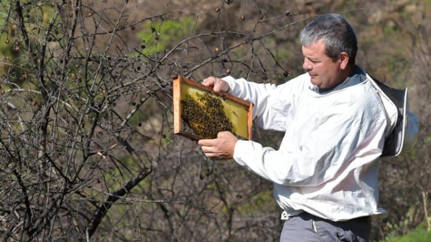 Manuel Valido y sus colmenas junto a un almendro quemado por el incendio de Cazadores.