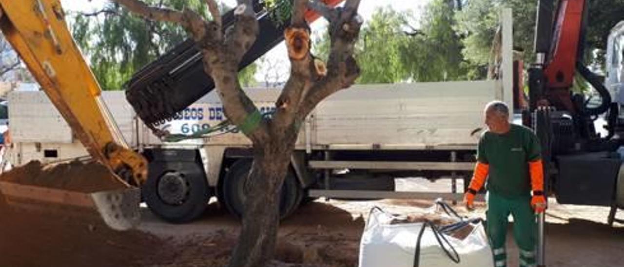 Trabajos para arrancar los algarrobos de la avenida.