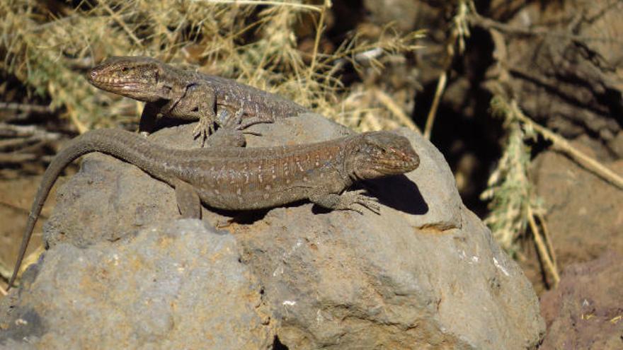 Ejemplares de lagarto tizón.