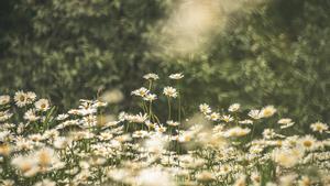 Las margaritas, un ejemplo de cómo la vida modula la temperatura del planeta.