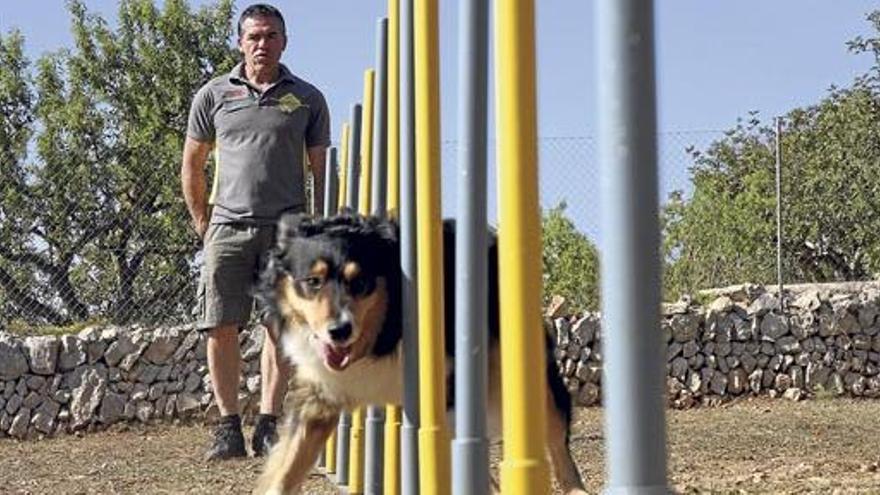 Joan Ramón, der Vorsitzende des Agility-Clubs „Ses Barreres&quot; in Felanitx, trainiert mit seinem Border Collie für den Balearen-Cup