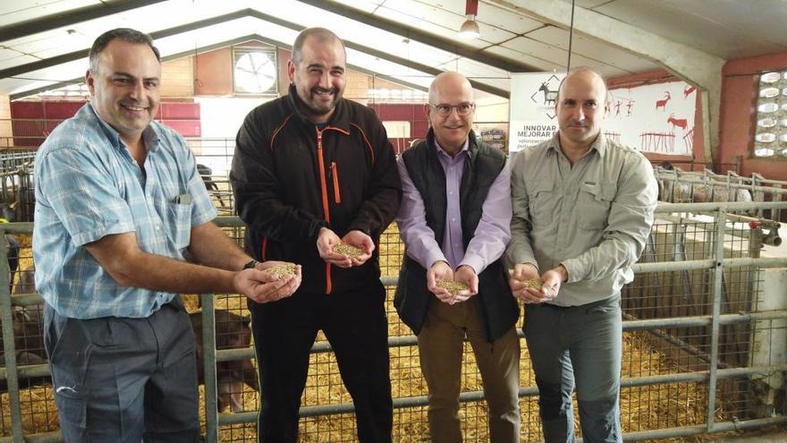 Nuevos piensos para rumiantes basados en paja de arroz y hojas de cítricos