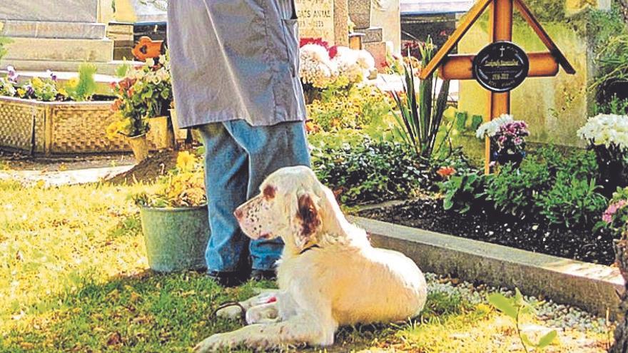Un perro junto a su dueño en el jardín.