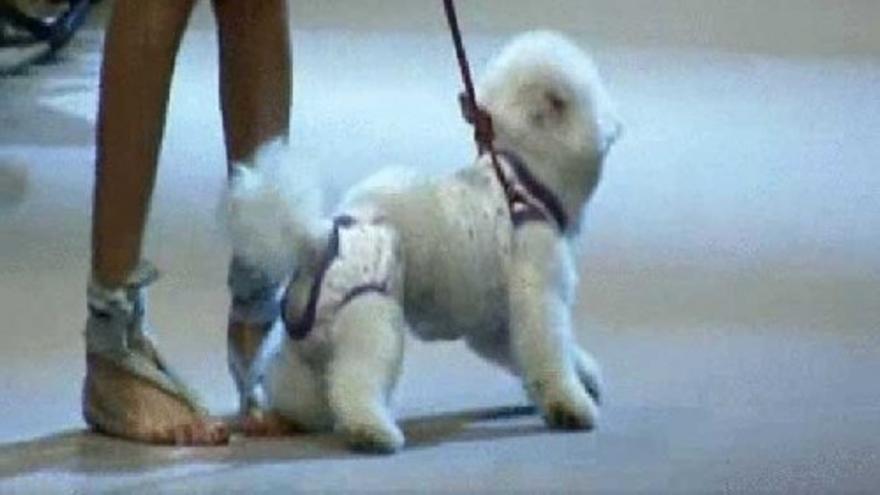 Desfile canino en la pasarela de Buenos Aires