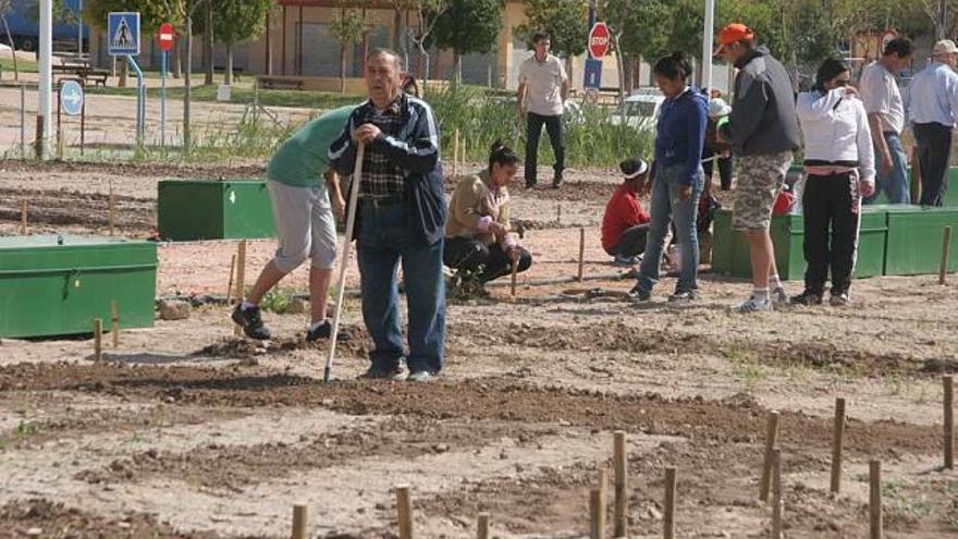 Los huertos ecológicos urbanos comienzan a funcionar en Novelda