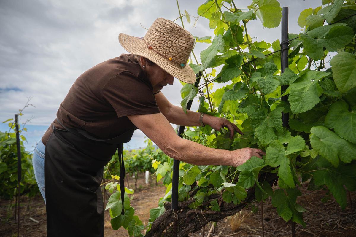 La técnica del cordón trenzado en bodegas Tajinaste, La Orotava