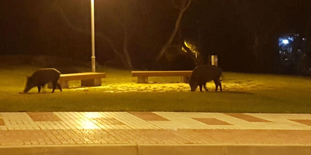 Un grup de senglars ronda de matinada per Platja d'Aro