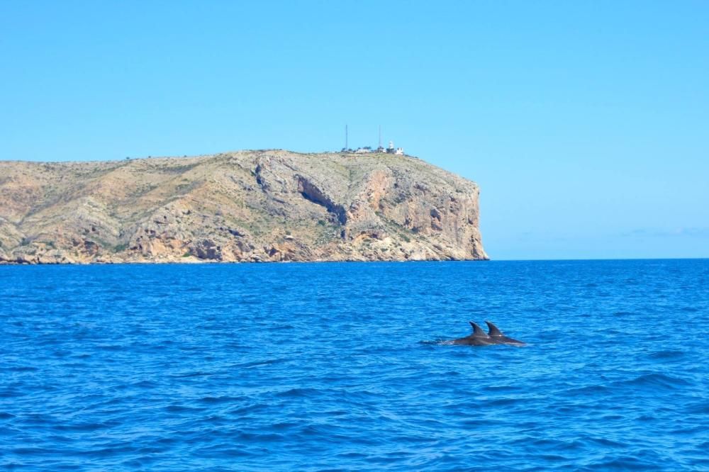 Delfines en Xàbia