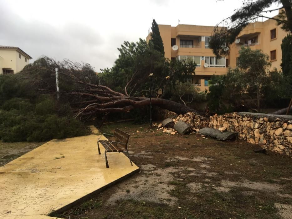 Los estragos del temporal en Mallorca