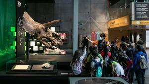 El cráneo del triceratops que CosmoCaixa adquirió en 1999, una de las joyas fósiles del museo.