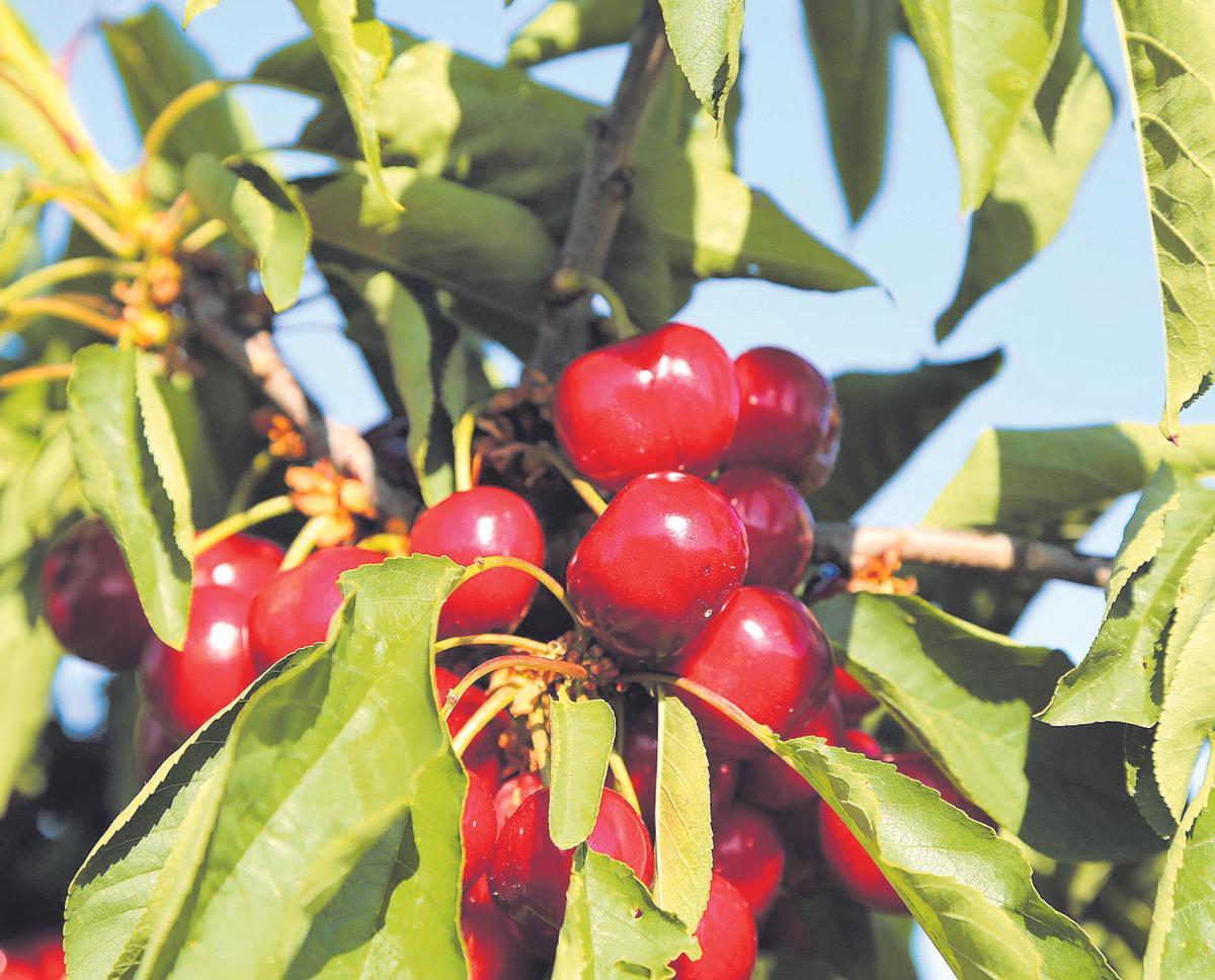 La Cereza de la Montaña de Alicante es uno de los productos que «Menjars de la Terra» pone especialmente en valor.