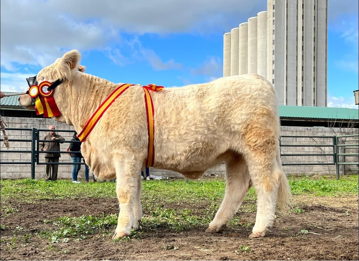 Subcampeona de Hembras, &#039;Only One&#039;, propiedad de María del Mar Rosado Conejero, de Monroy.