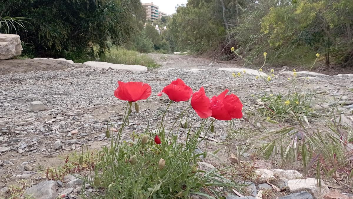 Primavera en el arroyo Jaboneros, pese a todo.