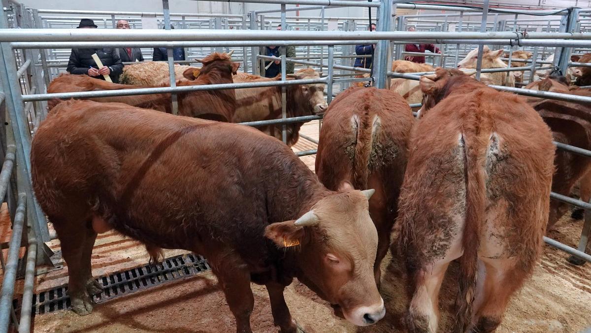 Becerros carniceiros en la Central Agropecuaria