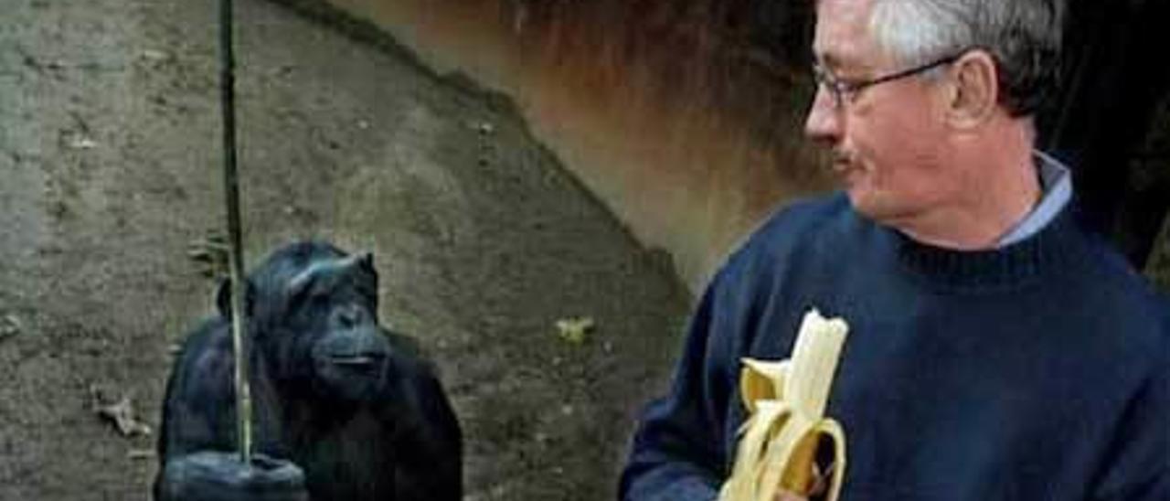 El primatólogo Frans de Waal, ante un chimpancé.