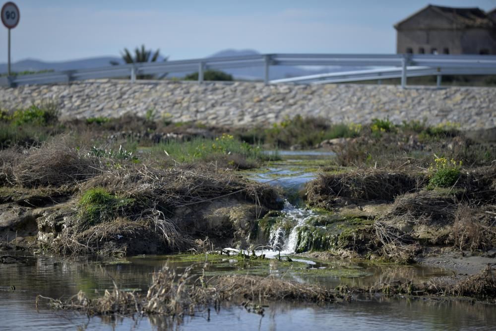 Recogida de plásticos en el Mar Menor