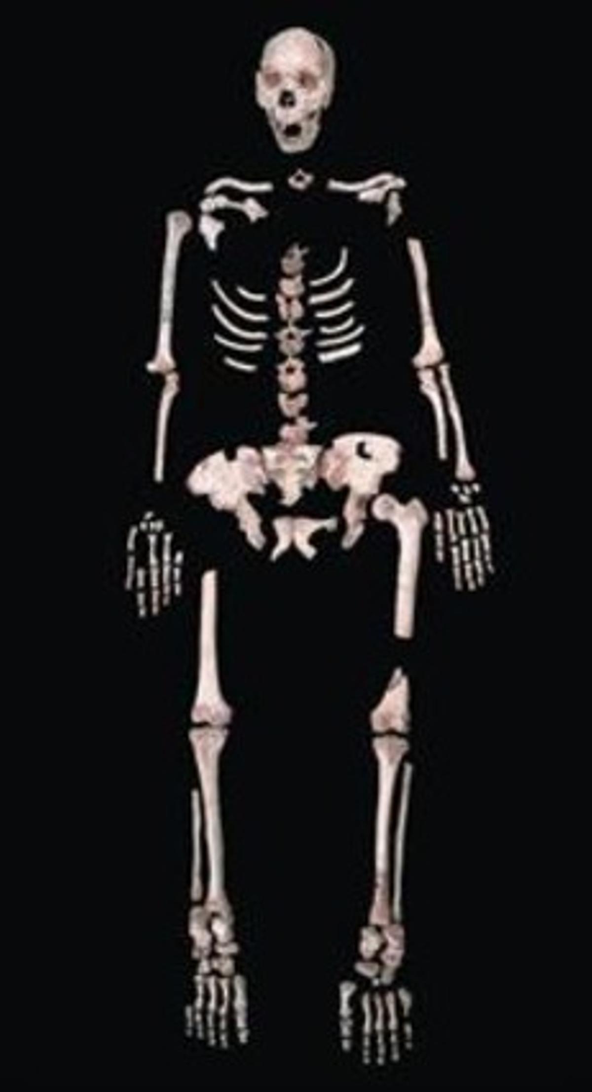 Esquelet d’un homínid d’Atapuerca d’uns 400.000 anys.