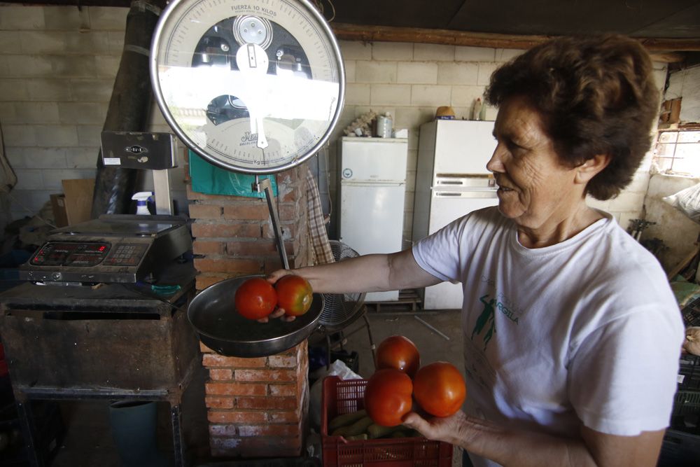 Tomate rosa de Alcolea, la joya de la huerta cordobesa