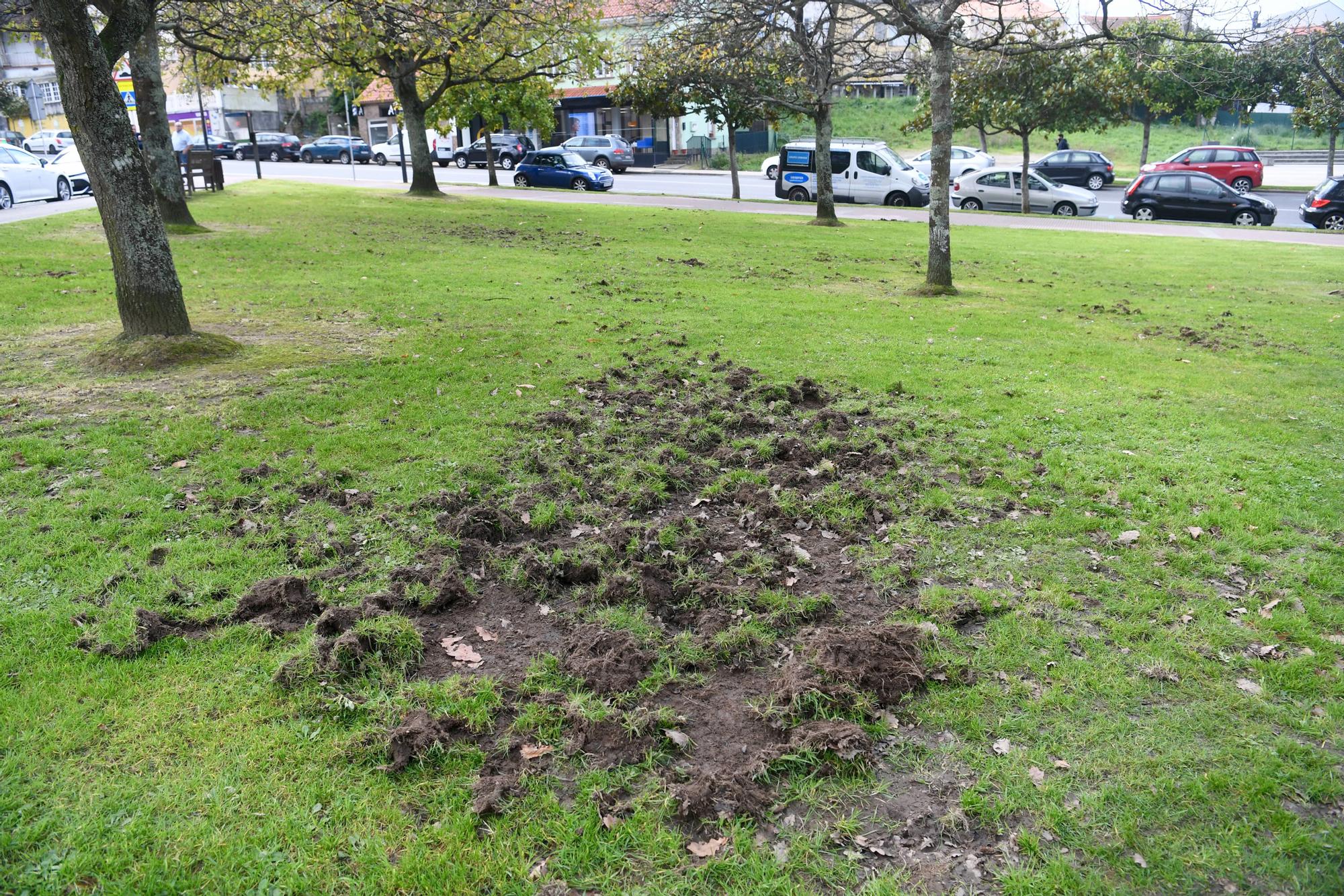 Los jabalíes destrozan en Oleiros las zonas verdes del parque Luis Seoane