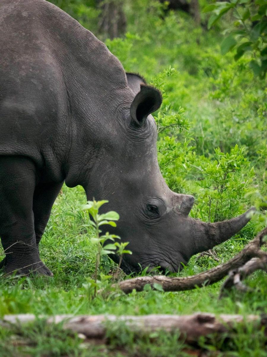Detalle de uno rinoceronte en el Parque Kruger