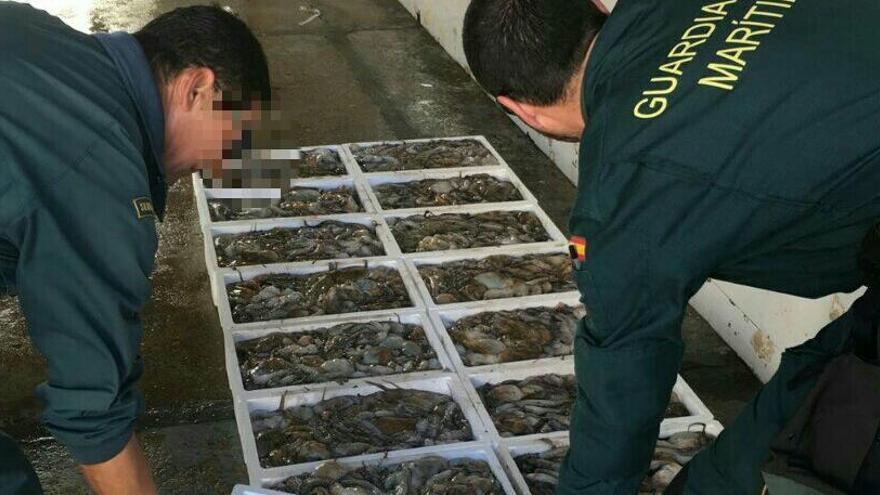 La Guardia Civil interviene 150 kilos de pulpo inmaduro en un pesquero en Torrevieja
