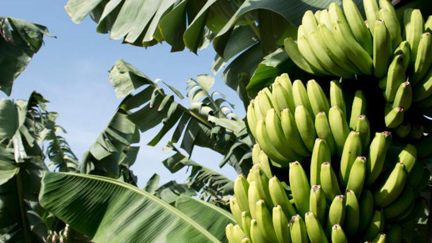 Las sentencias ganadas ante el TSJC han sido promovidas, sobre todo, por los productores de plátanos.
