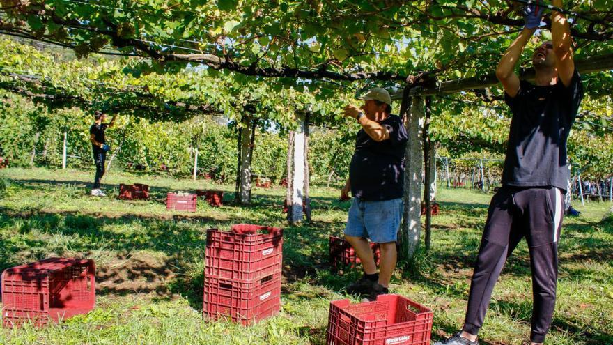 Trabajos en la finca de Pé Redondo de Meis, perteneciente a Martín Códax.