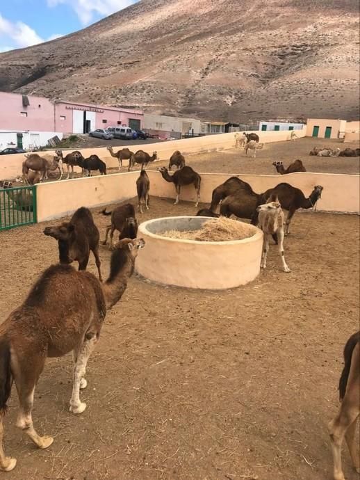 Coronavirus en Canarias | Camellos que pasean a los turistas en Timanfaya