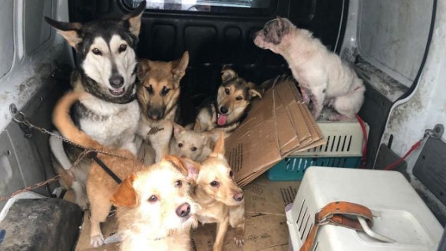 La Policía Local de Vigo rescata a siete perros encerrados en una casa