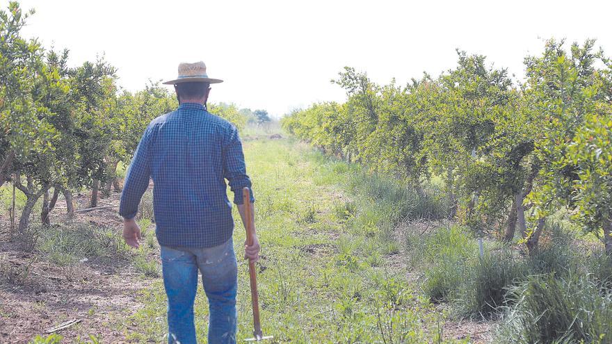 El interés por invertir en la tierra en Castellón encamina otro récord